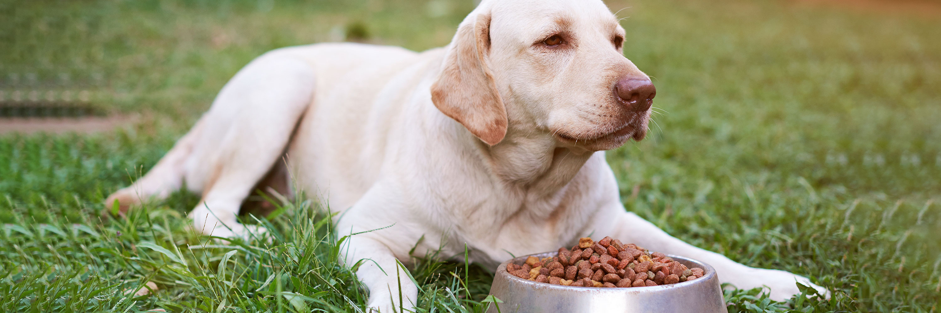 Best dog foods of 2018 top