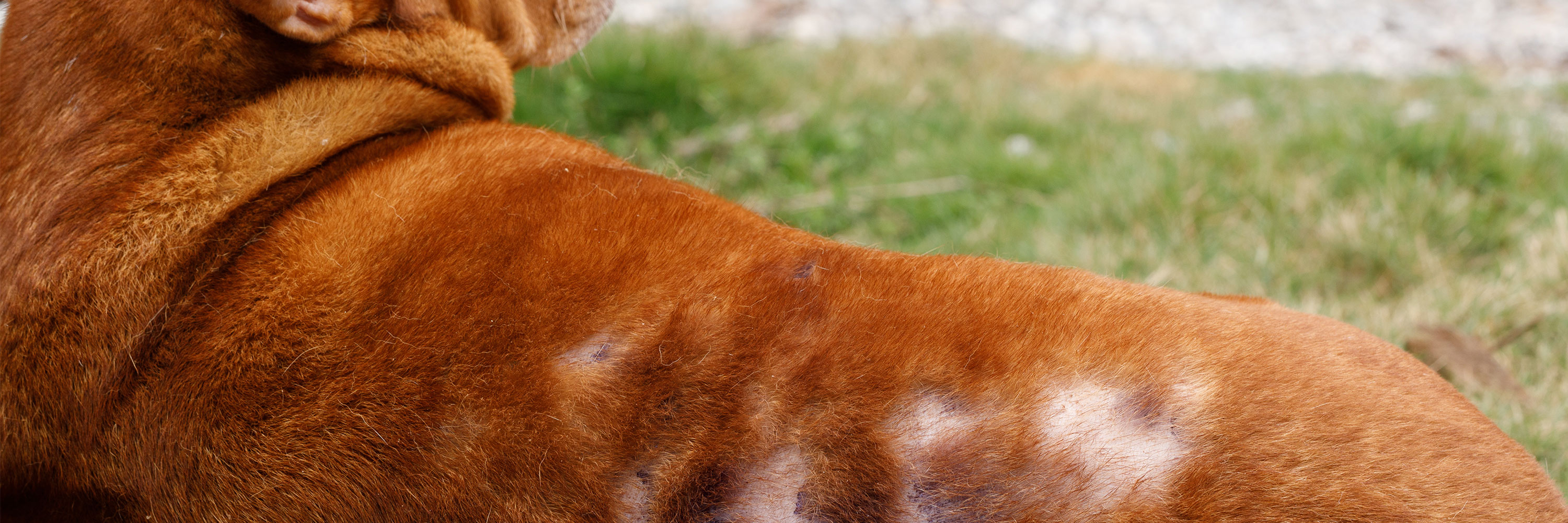 Demodectic Mange Canine Skin Disease Greencross Vets