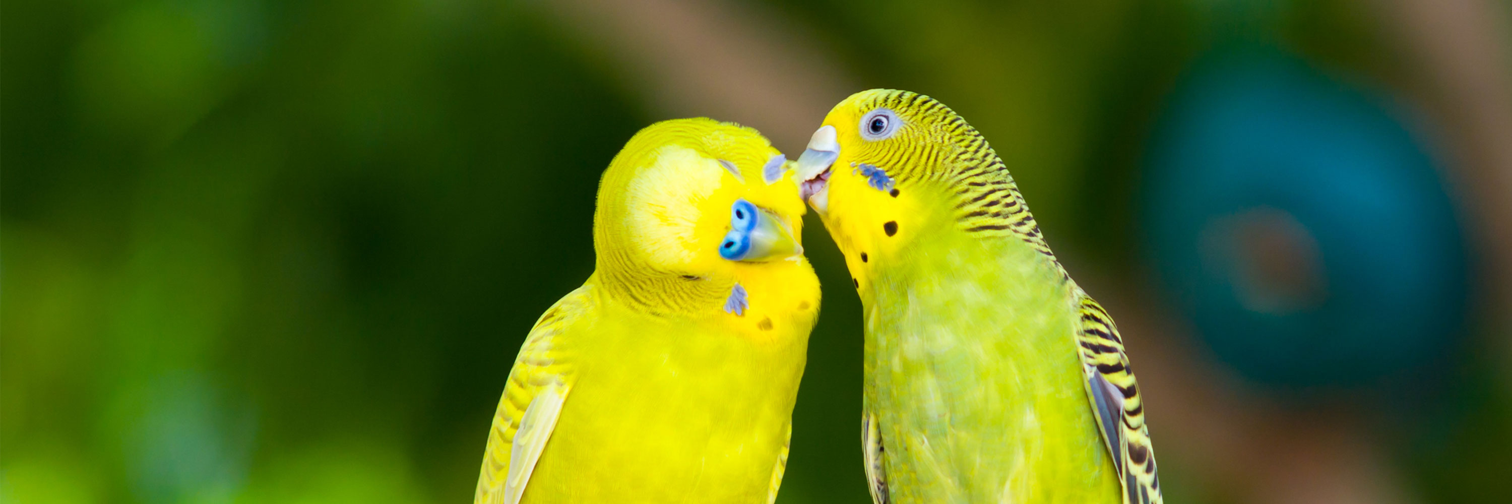 Disease And Outbreaks In Aviaries - Greencross Vets Disease And Outbreaks In Aviaries - Greencross Vets