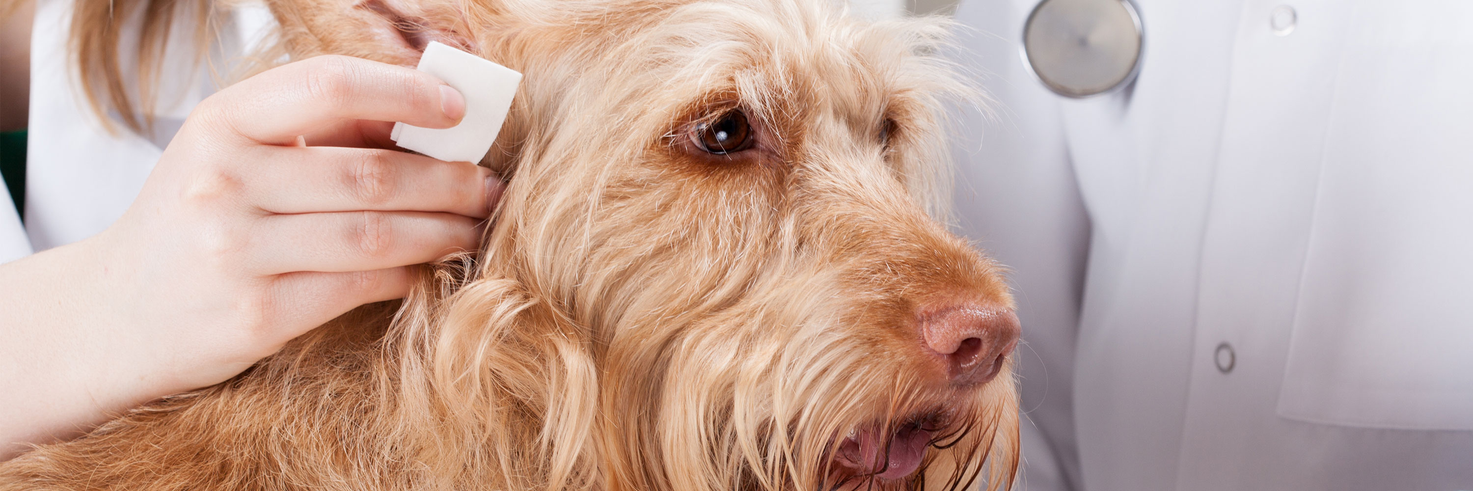 are ear infections contagious between dogs