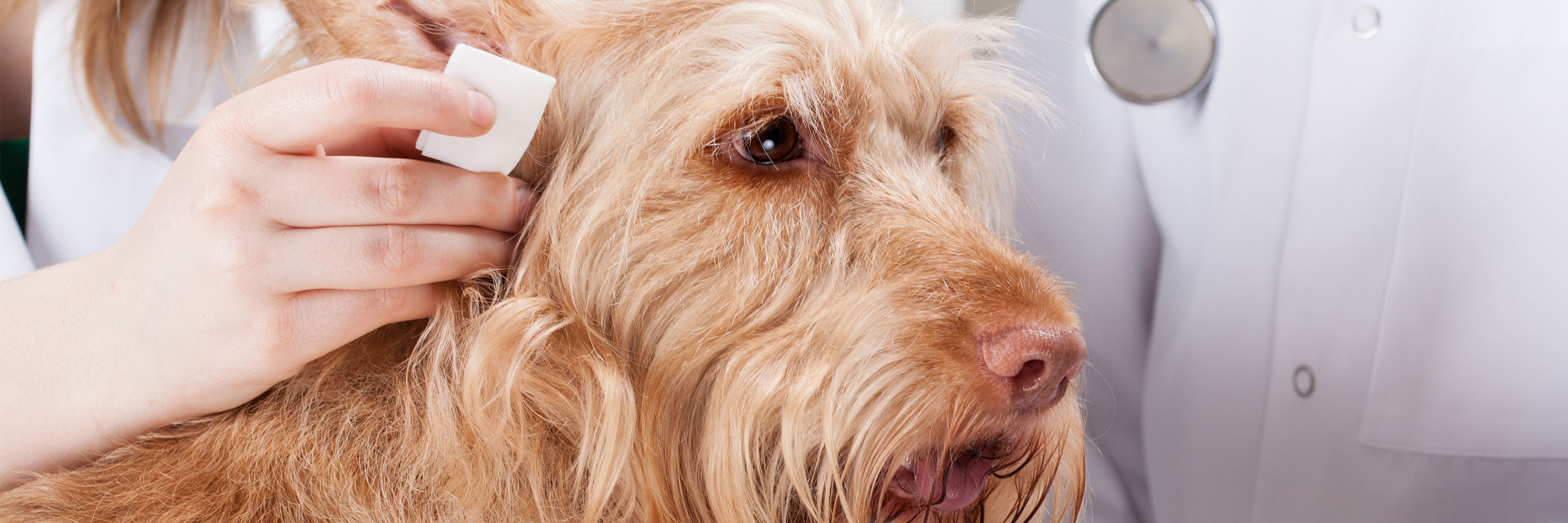 can dogs lose their hearing from an ear infection