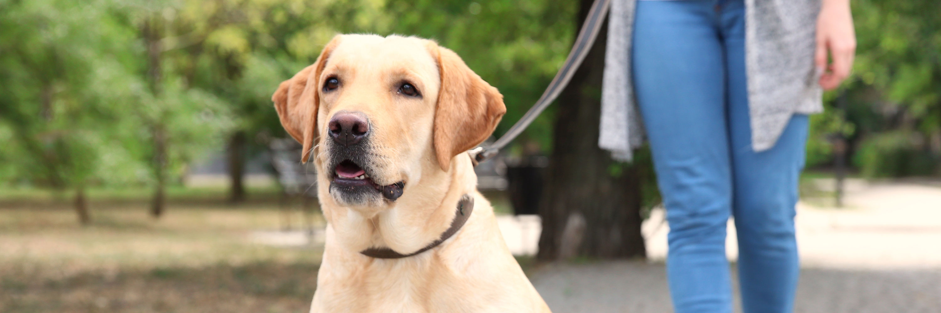 dog eats grass all the time