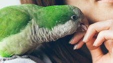 Taking Your Pet Bird To The Vet - Greencross Vets
