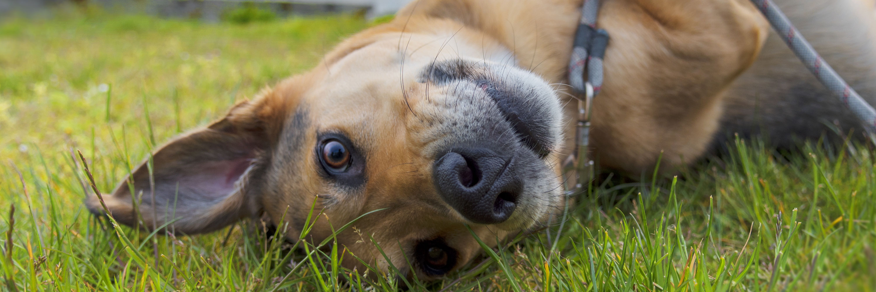 bee sting dog face