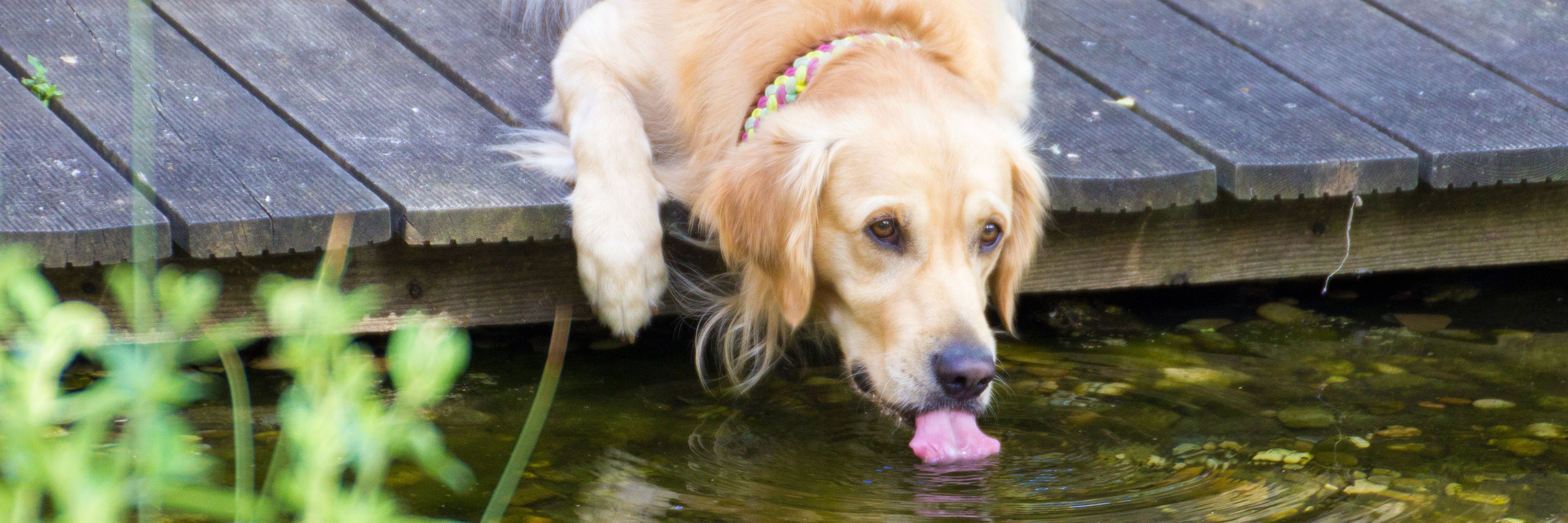 what are the signs of giardia in dogs