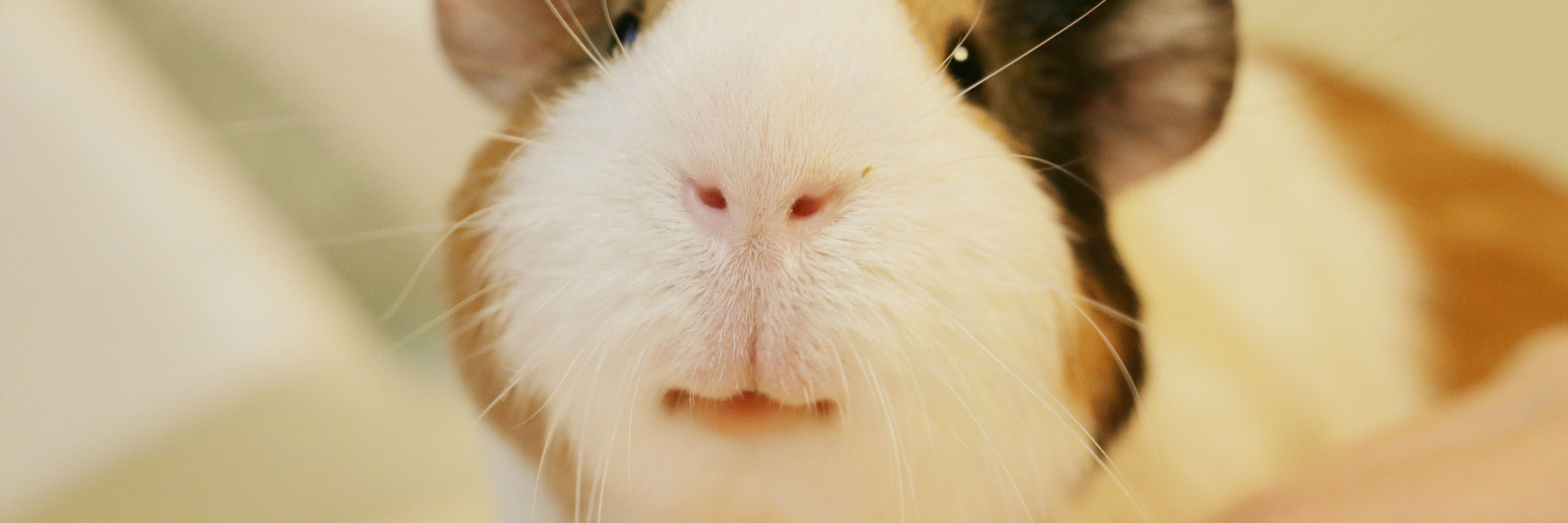 Guinea pig teeth sales care