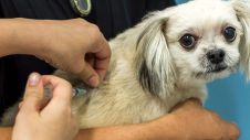 Puppy being vaccinated