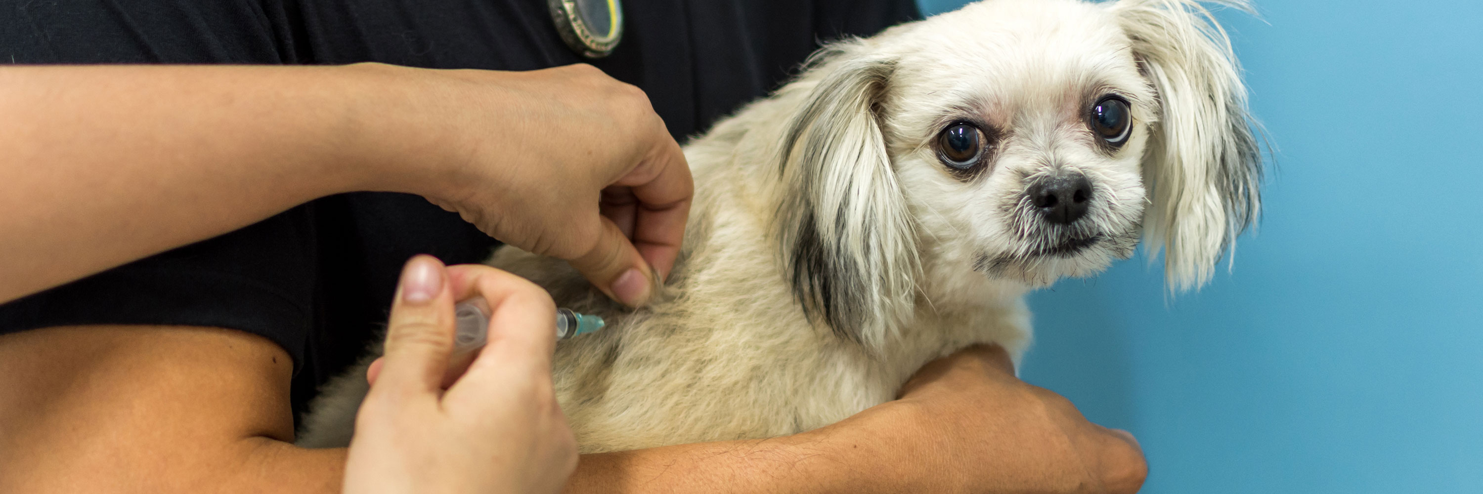 heartworm injection dogs