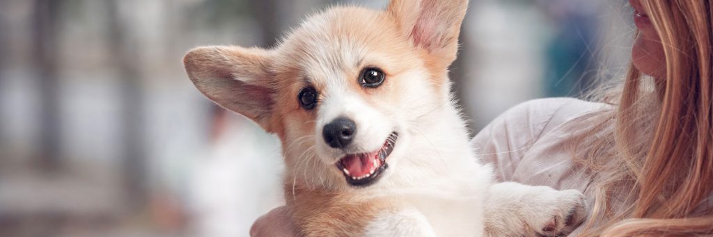 Puppy Health Check