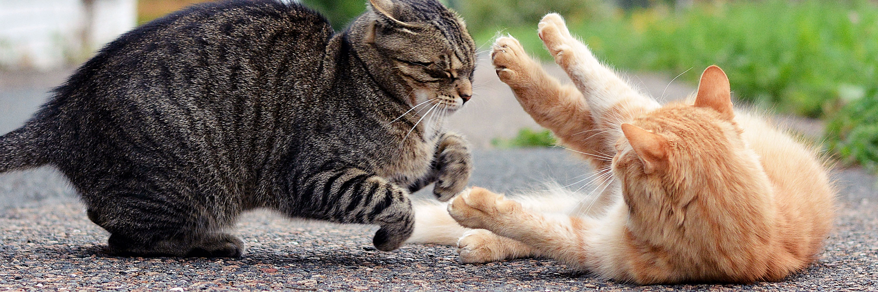 cats about to fight