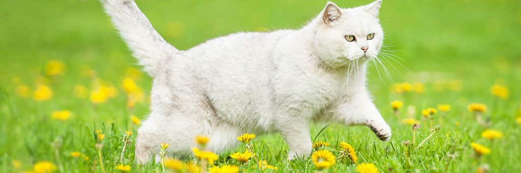 healthy-pets-plus-membership-terms-and-conditions-greencross-vets