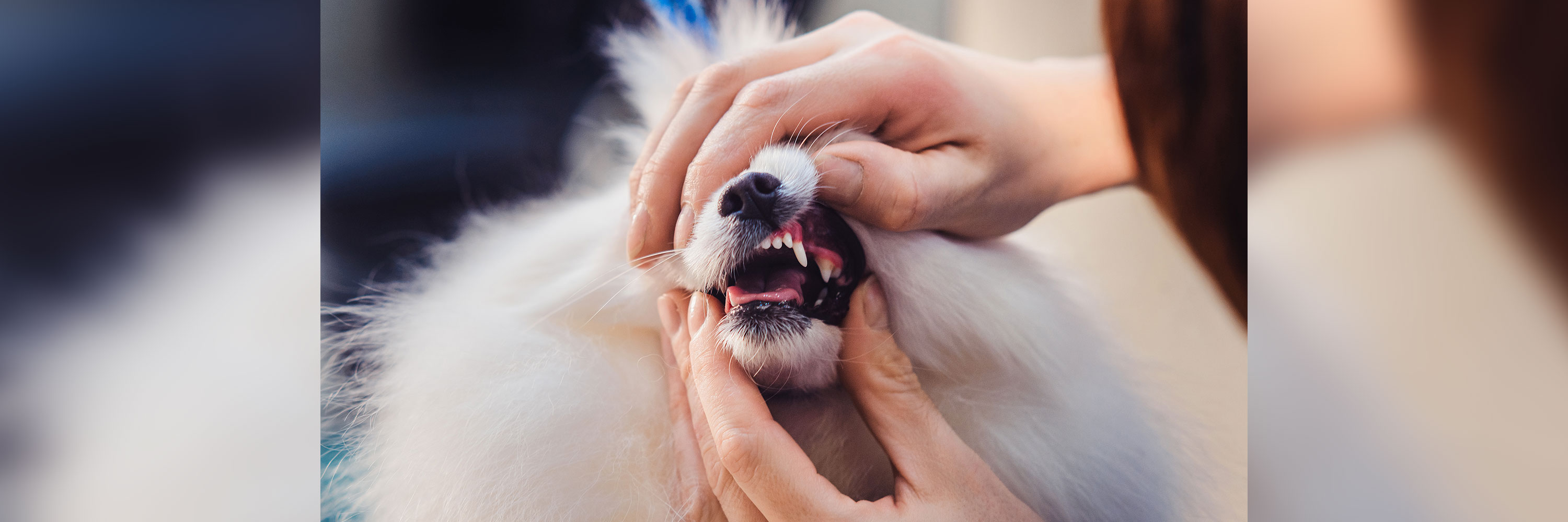 how do you take care of a small dogs teeth