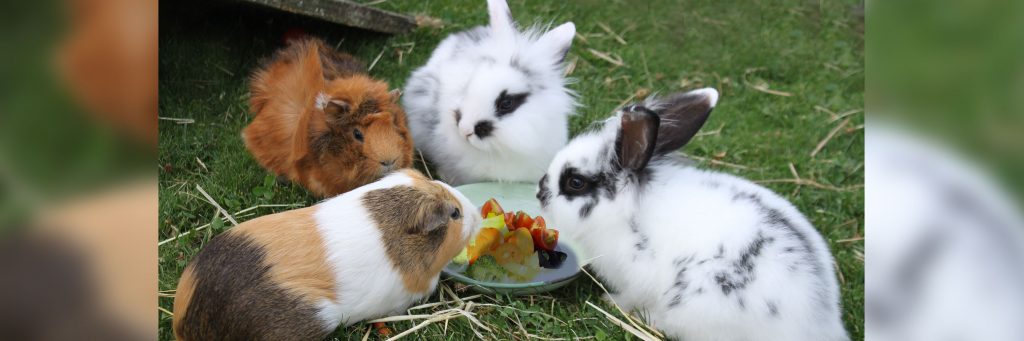 guinea pig food for rabbits