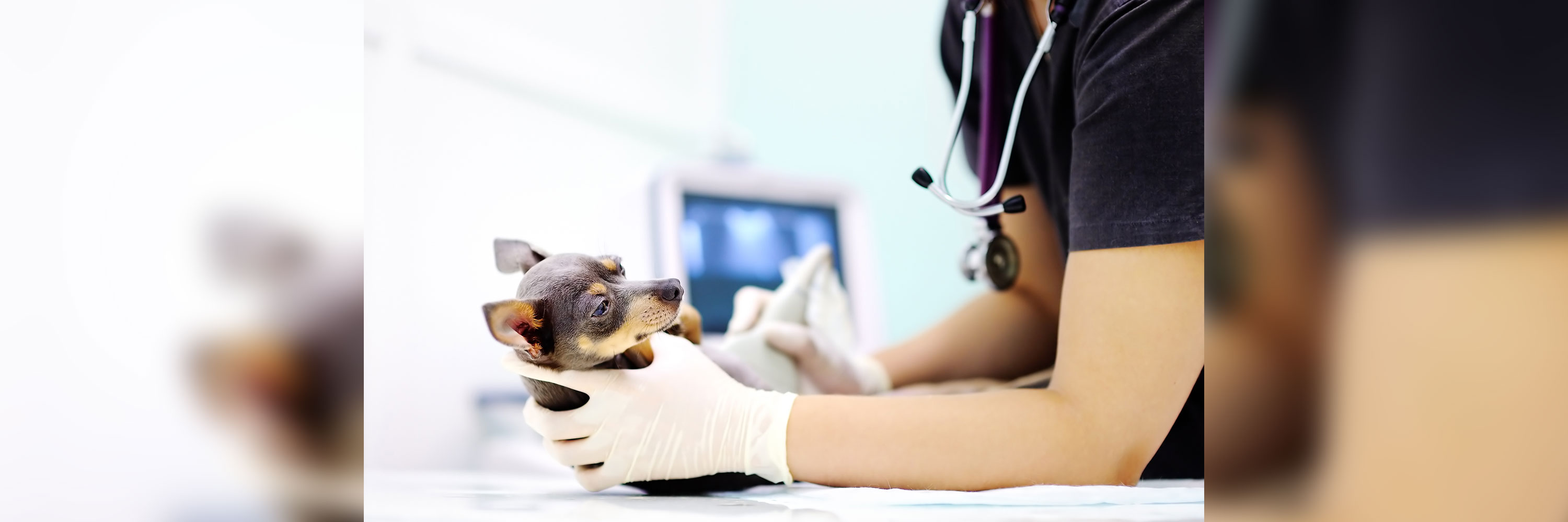 how much does a ultrasound for a dog cost