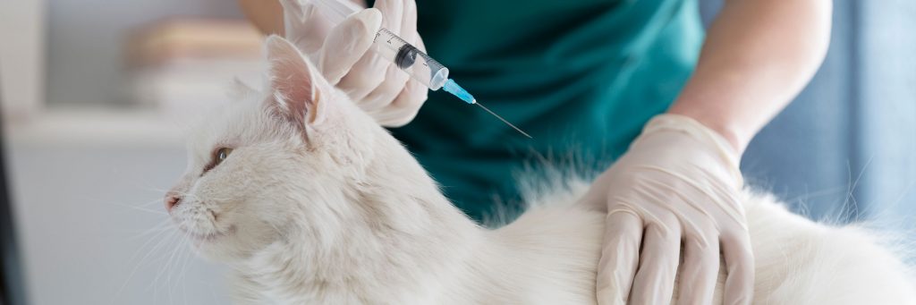 Dog And Cat Vaccination Schedule Greencross Vets