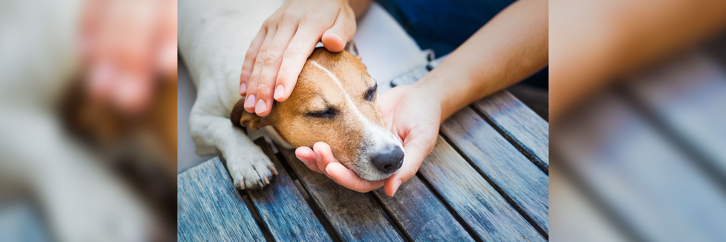 can dogs throw up from an empty stomach