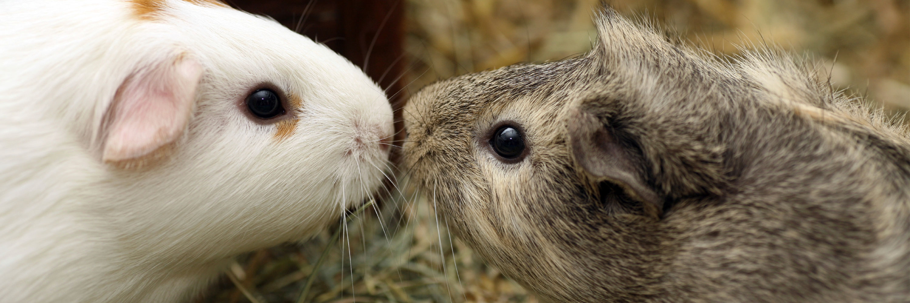 female guinea pig