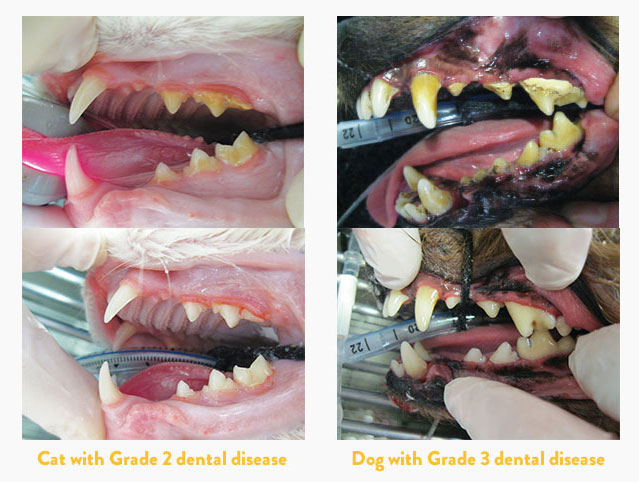 Before and after a dental procedure