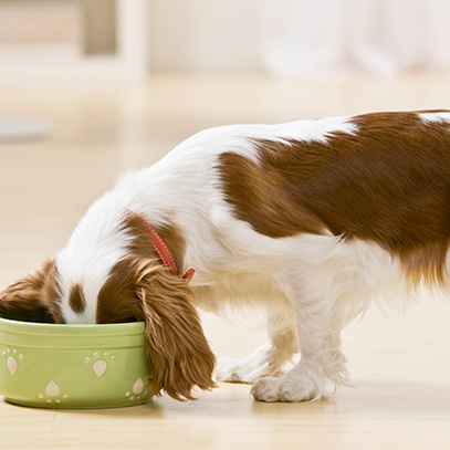 pet diet and nutrition