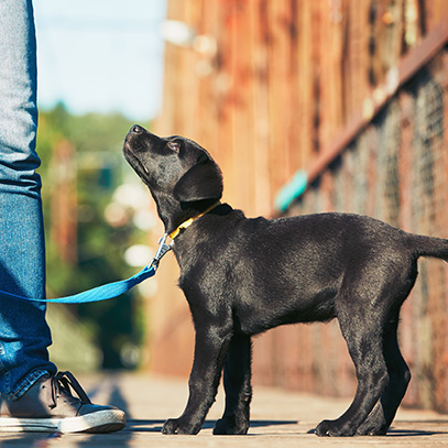 puppy school