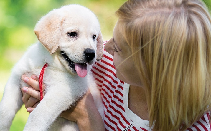 what puppy teeth fall out last