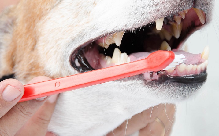 How To Brush Your Pets Teeth
