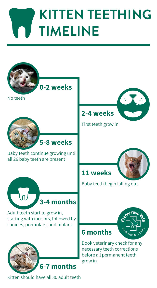 kitten teething infographic