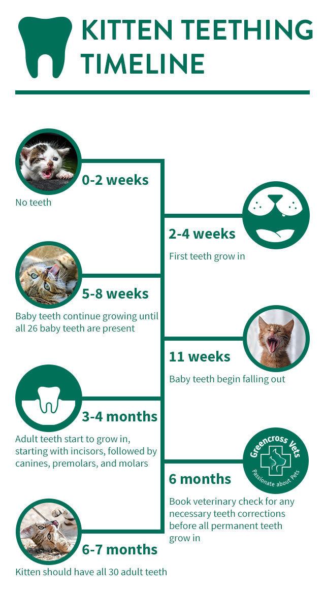 Kitten Teeth Chart