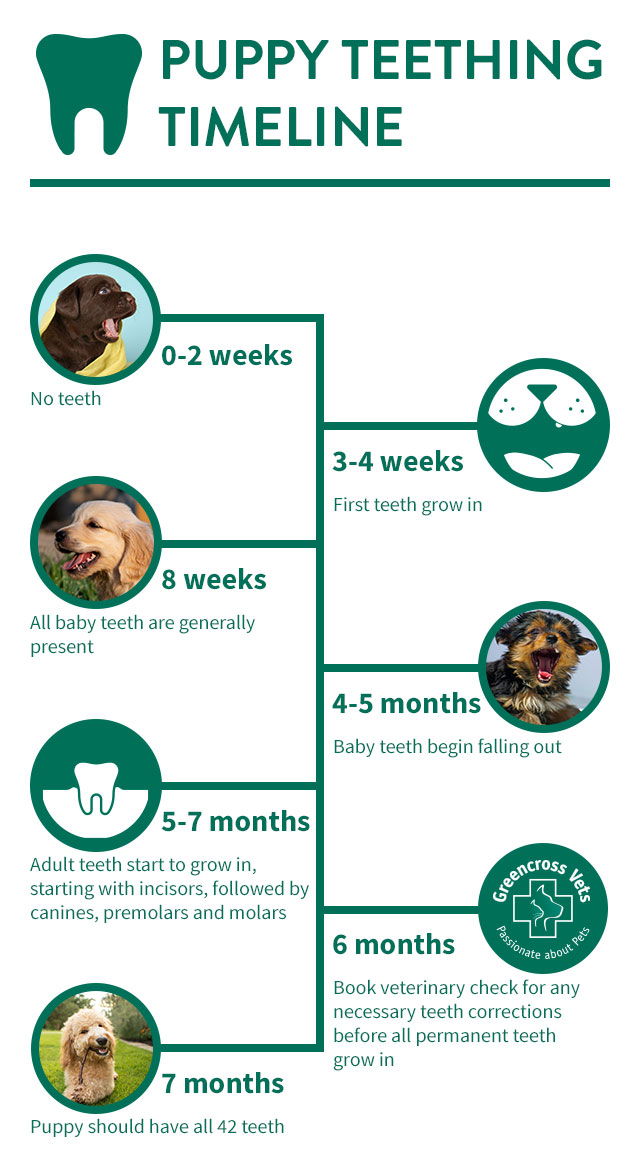 Puppy Teething - Greencross Vets