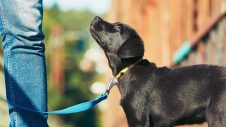 Enrol in Puppy Preschool