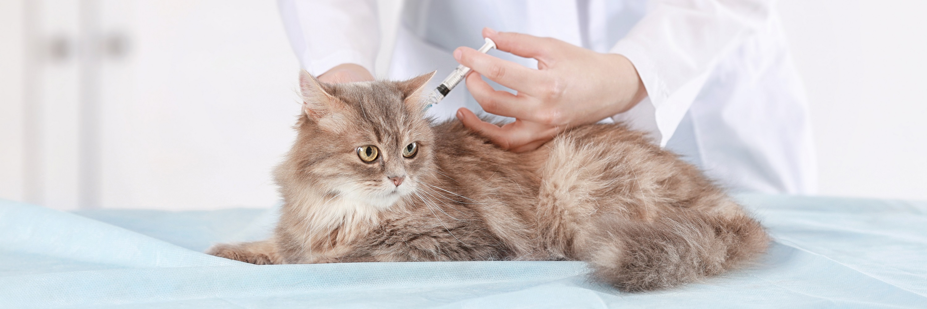 my cat is sick after vaccination