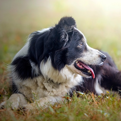 what owning a border collie says about you