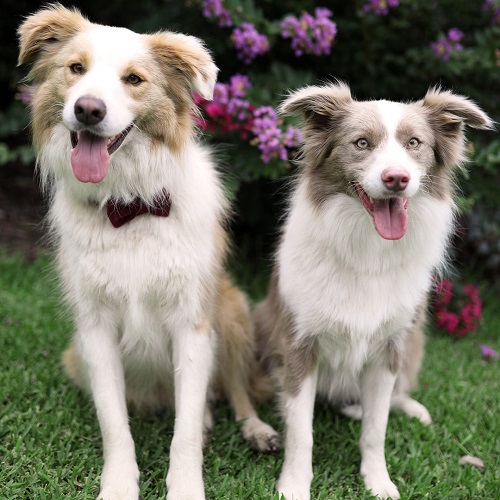 are white collies normal