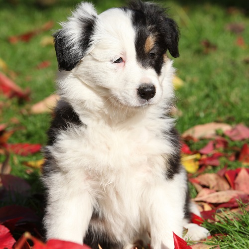 black white tan border collie