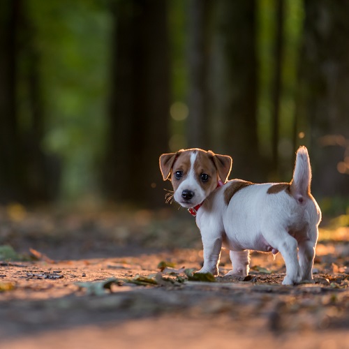 how much do jack russells sell for