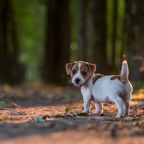 are jack russells good family pets