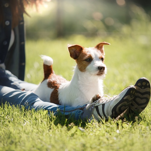 do jack russell terriers have short tails