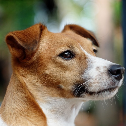 are jack russells good family pets