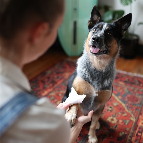 red speckled heeler