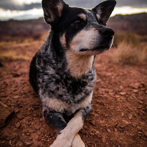 australian stumpy tail cattle dog is a mixed breed