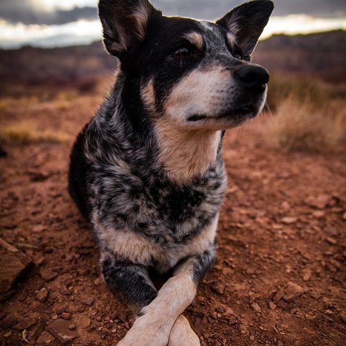 are red heelers small breed dogs