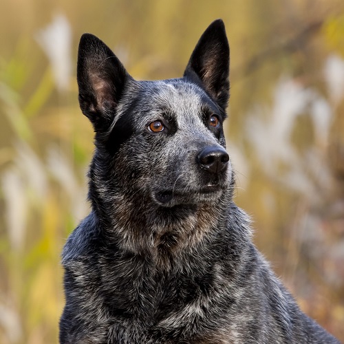 what is a cattle dog