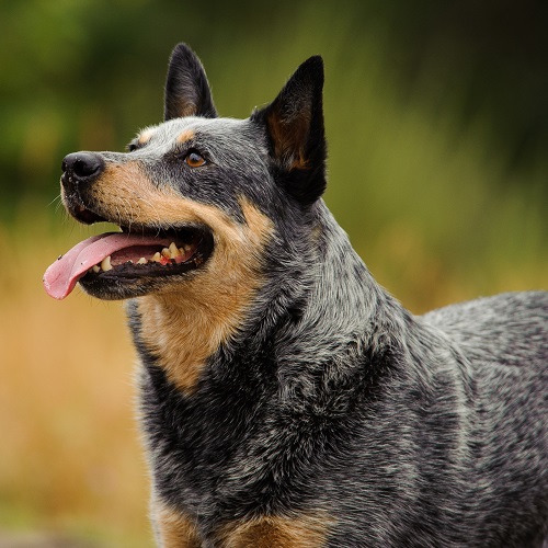 are red heelers small breed dogs