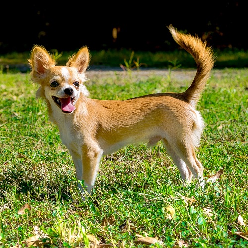 what are chihuahuas descended from