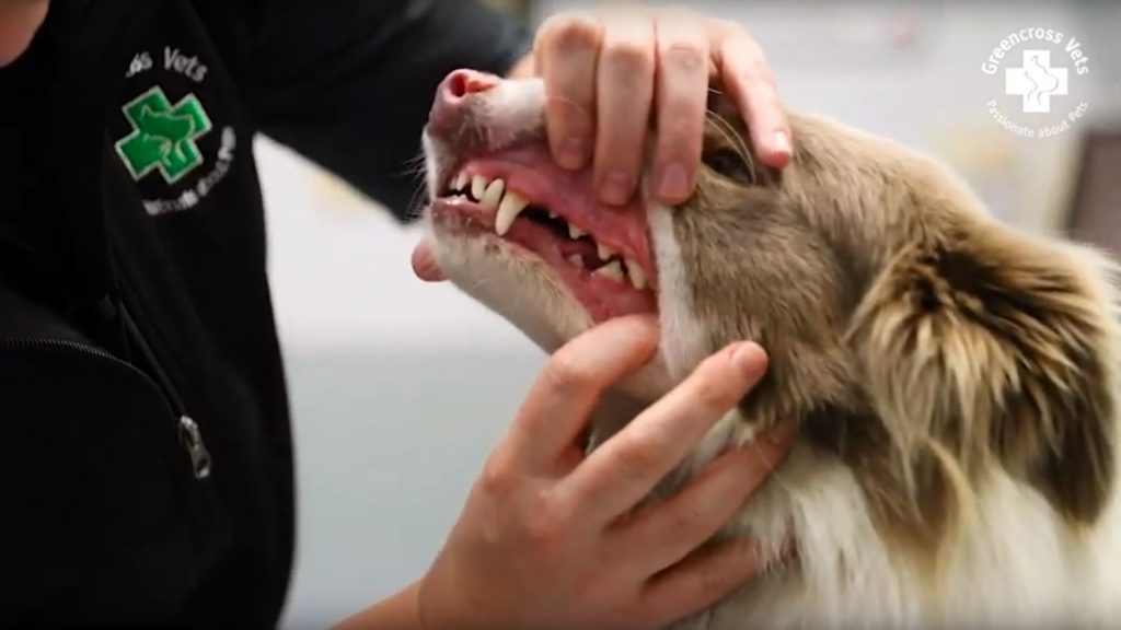 Dental checkup at Greencross Vets