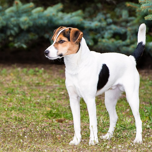 fox terrier english