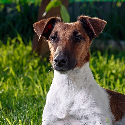 Is a Smooth Fox Terrier right for your family? - Greencross Vets