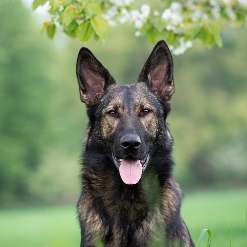 are german shepherd good pets