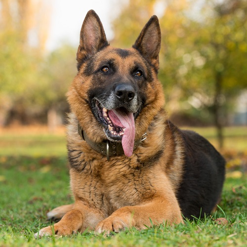 are german shepherd good pets