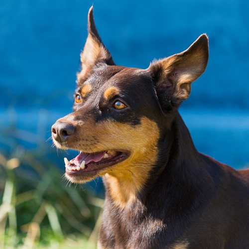 kelpie dogs as pets